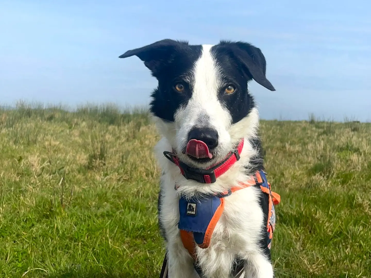 Daisy, available for adoption