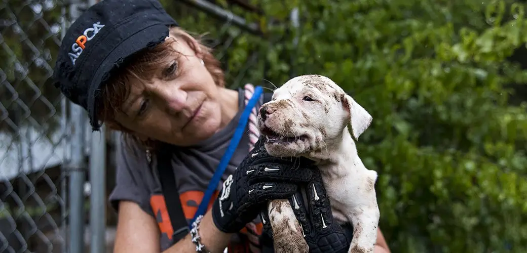 Community adoption event with families meeting rescued dogs