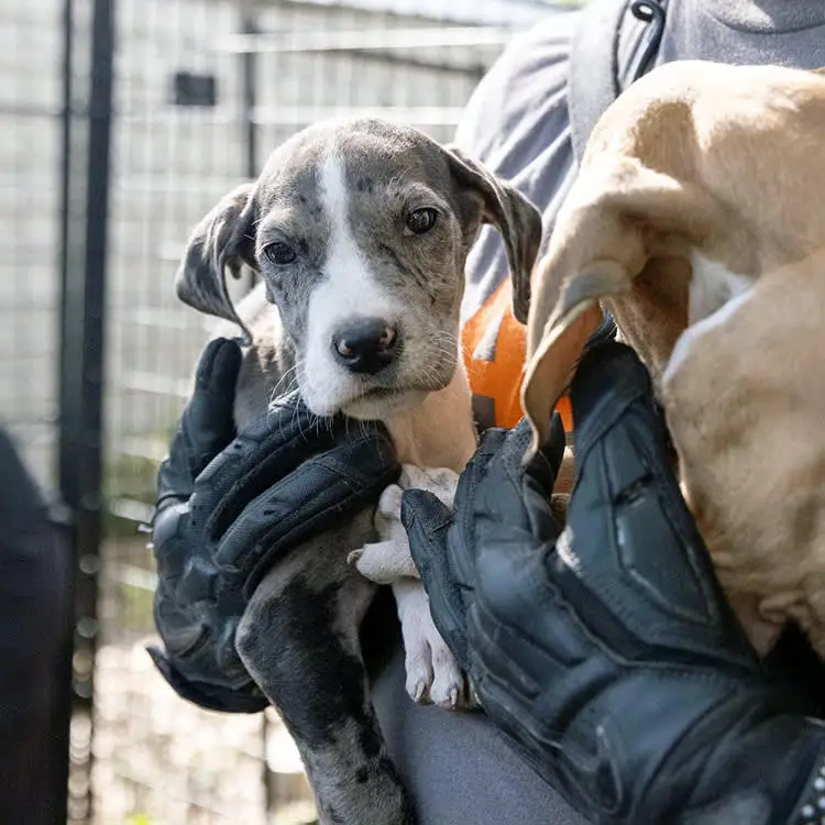 Free vaccine and microchip clinic served 214 pets in Fullerton